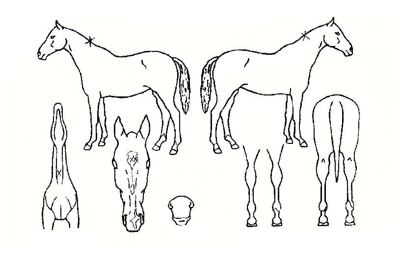 �λ��ǰż��� ����,���,�޸�,�λ�,�ٸ��� Ư¡����