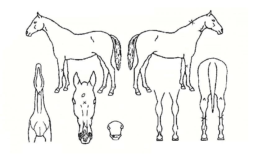 ��Ÿ�����ڸ��� ����,���,�޸�,�λ�,�ٸ��� Ư¡����