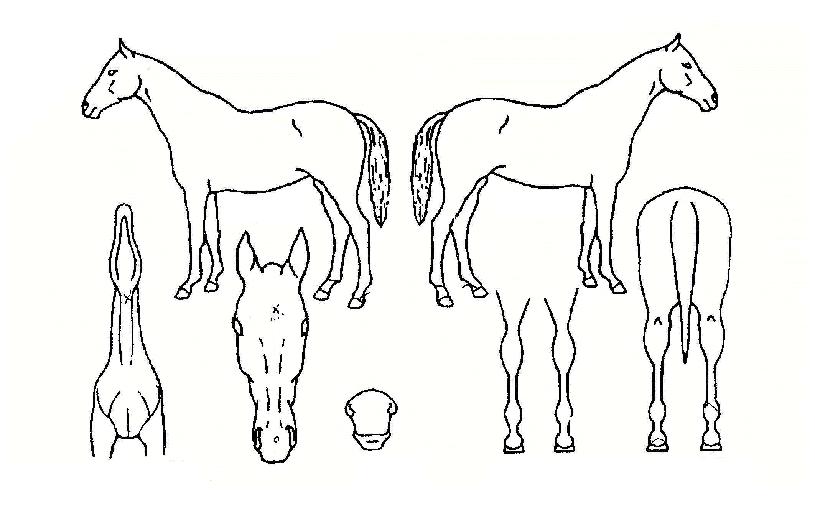 ¸·°ÇÏÀÌÀÇ Ãø¸é,¿ì¸é,µÞ¸é,µÎ»ó,´Ù¸®ÀÇ Æ¯Â¡µµÇØ