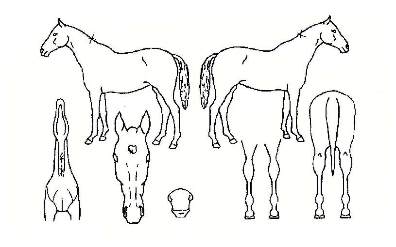 ¶óÀ̾ð°ÉÀÇ Ãø¸é,¿ì¸é,µÞ¸é,µÎ»ó,´Ù¸®ÀÇ Æ¯Â¡µµÇØ