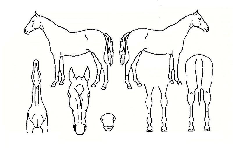 ޶ó¿¡À̽ºÀÇ Ãø¸é,¿ì¸é,µÞ¸é,µÎ»ó,´Ù¸®ÀÇ Æ¯Â¡µµÇØ