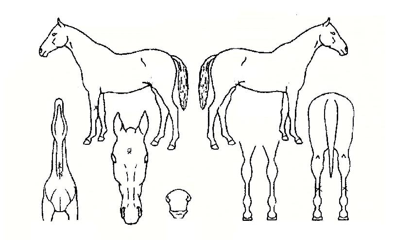 ��¡������ ����,���,�޸�,�λ�,�ٸ��� Ư¡����