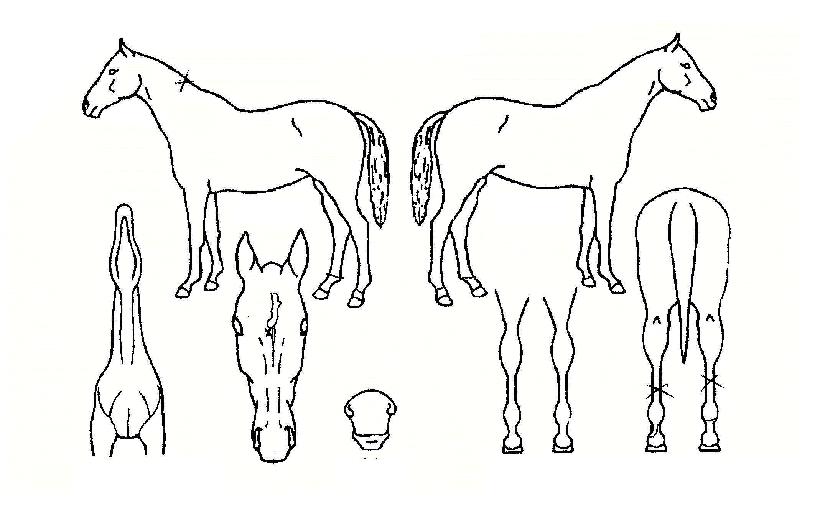 ���������� ����,���,�޸�,�λ�,�ٸ��� Ư¡����