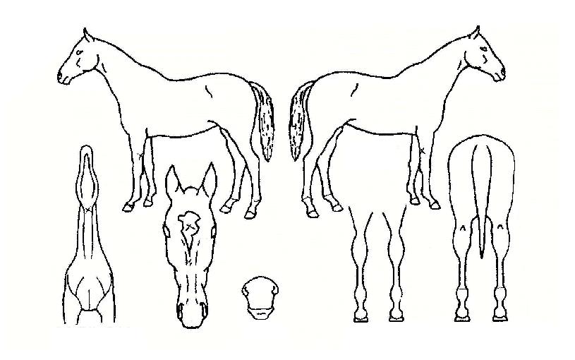 ����ǻó�� ����,���,�޸�,�λ�,�ٸ��� Ư¡����