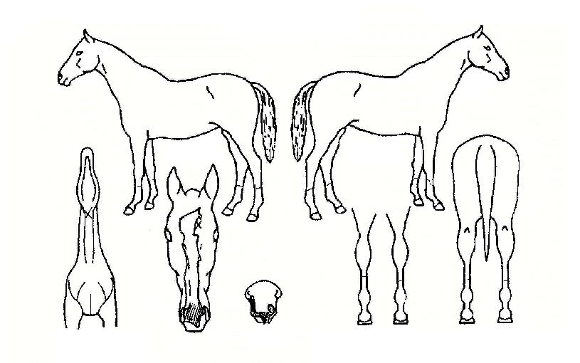 ����Ȳ���� ����,���,�޸�,�λ�,�ٸ��� Ư¡����