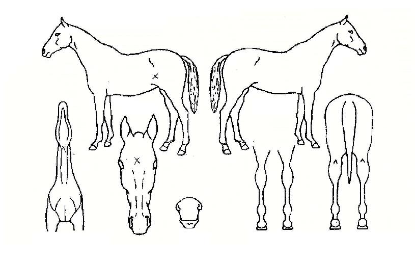 ±Âº£½ºÆ®ÀÚ¸¶ÀÇ Ãø¸é,¿ì¸é,µÞ¸é,µÎ»ó,´Ù¸®ÀÇ Æ¯Â¡µµÇØ