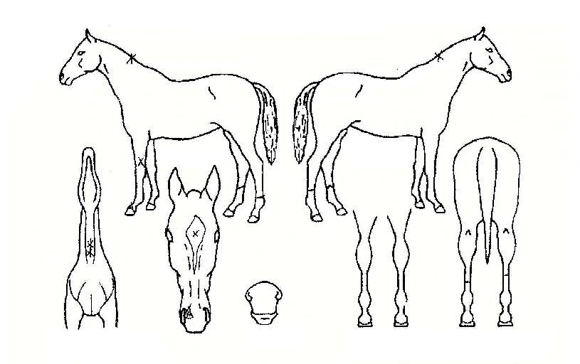 ij¸®¿ÀÇÁÀÇ Ãø¸é,¿ì¸é,µÞ¸é,µÎ»ó,´Ù¸®ÀÇ Æ¯Â¡µµÇØ