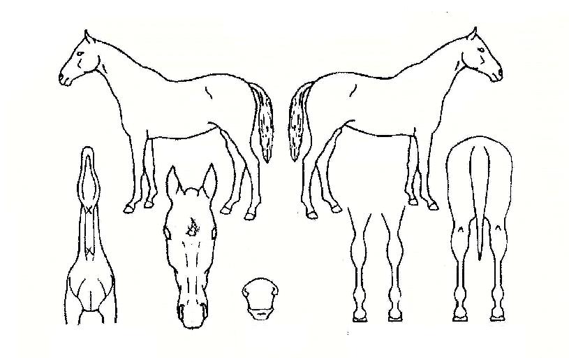 º¼µé¸®½ºÅ×ÀÌÆ¼µåÀÚ¸¶ÀÇ Ãø¸é,¿ì¸é,µÞ¸é,µÎ»ó,´Ù¸®ÀÇ Æ¯Â¡µµÇØ