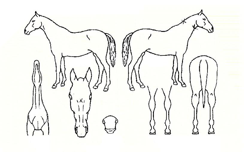 ¹«ÇѰ¨µ¿ÀÇ Ãø¸é,¿ì¸é,µÞ¸é,µÎ»ó,´Ù¸®ÀÇ Æ¯Â¡µµÇØ