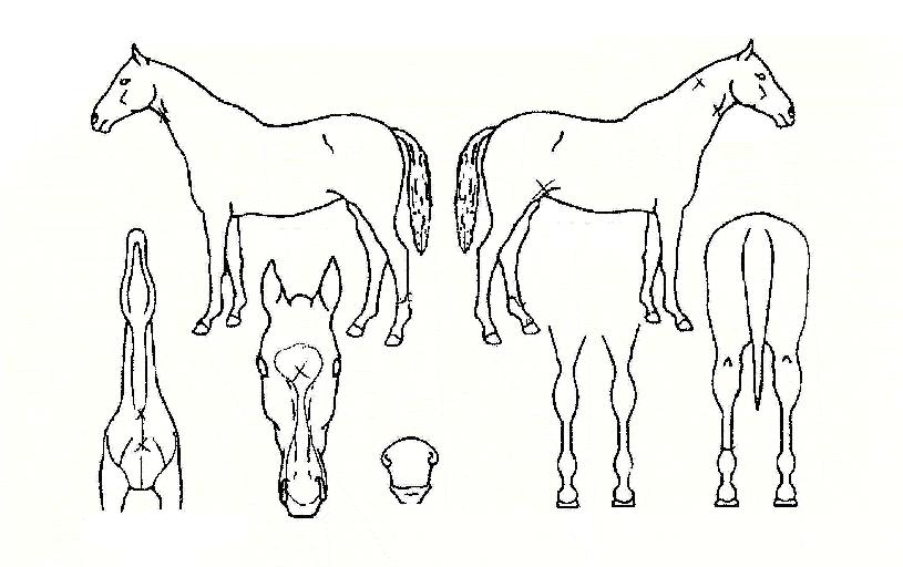 ���Ǻ�Ȱ�� ����,���,�޸�,�λ�,�ٸ��� Ư¡����