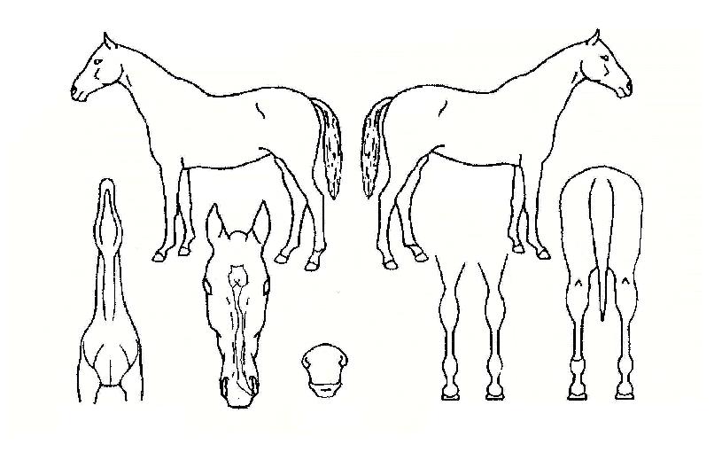 ��������Ʈ�� ����,���,�޸�,�λ�,�ٸ��� Ư¡����