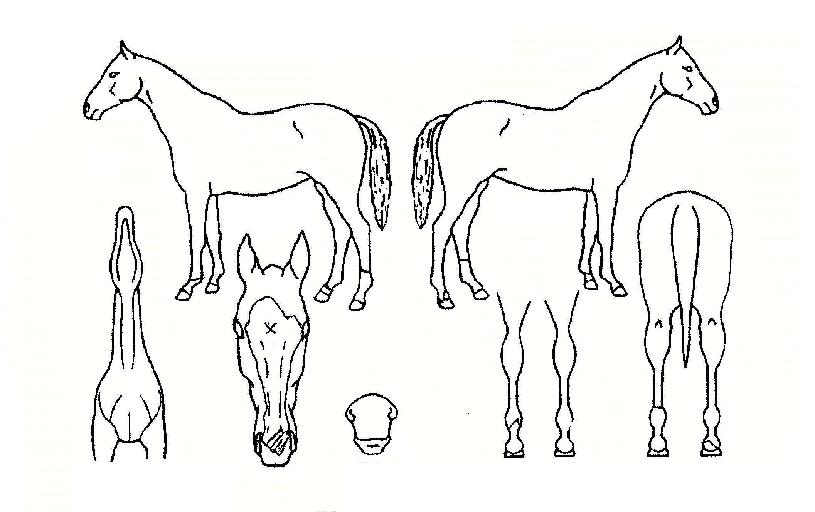 ���������� ����,���,�޸�,�λ�,�ٸ��� Ư¡����