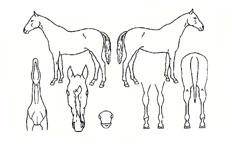 Ƽ�Ϻ����ڸ��� ����,���,�޸�,�λ�,�ٸ��� Ư¡����