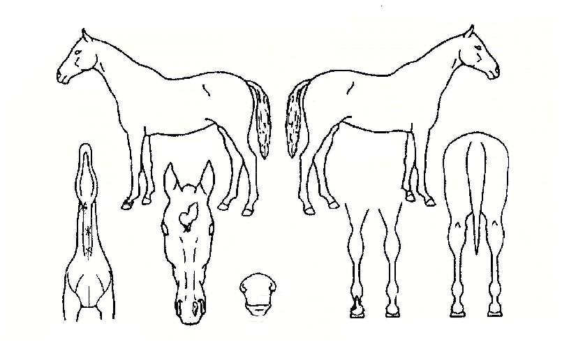 ���������� ����,���,�޸�,�λ�,�ٸ��� Ư¡����