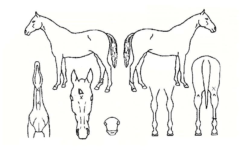 ·Î¿ÆÐ¹Ð¸®ÀÇ Ãø¸é,¿ì¸é,µÞ¸é,µÎ»ó,´Ù¸®ÀÇ Æ¯Â¡µµÇØ