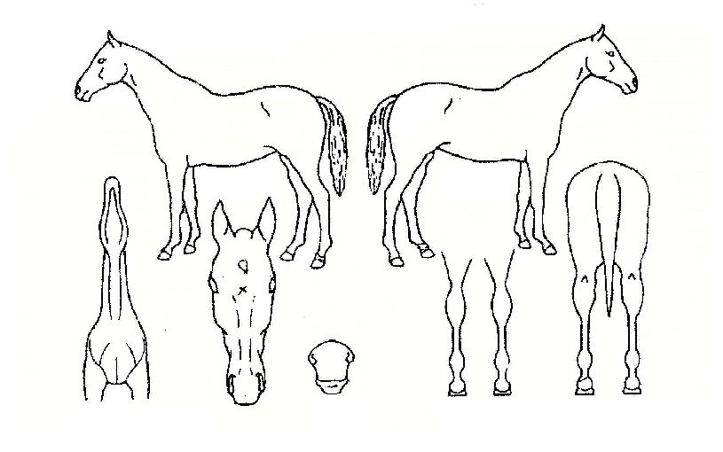 ������ ����,���,�޸�,�λ�,�ٸ��� Ư¡����