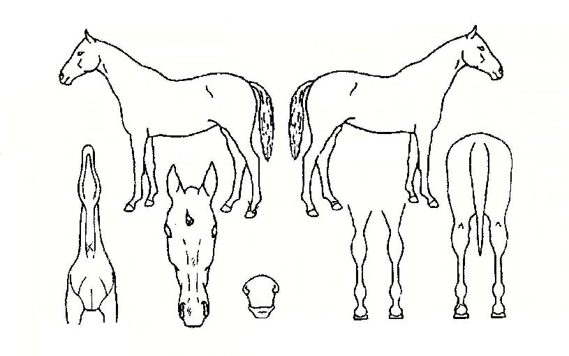 ¼¶ó¹ú¿µ¿õÀÇ Ãø¸é,¿ì¸é,µÞ¸é,µÎ»ó,´Ù¸®ÀÇ Æ¯Â¡µµÇØ