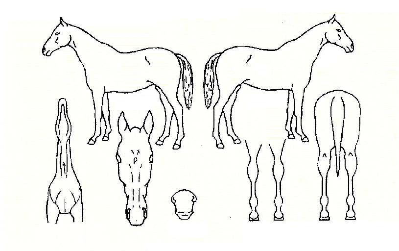 ���縮�����ڸ��� ����,���,�޸�,�λ�,�ٸ��� Ư¡����