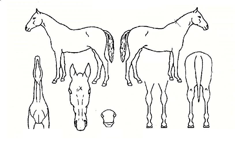 ½ÃÅ©¸´Ä«µåÀÇ Ãø¸é,¿ì¸é,µÞ¸é,µÎ»ó,´Ù¸®ÀÇ Æ¯Â¡µµÇØ