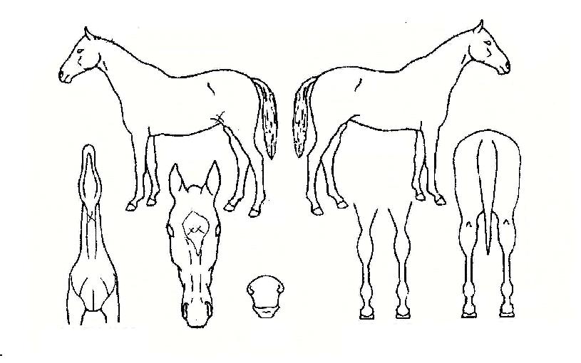 ç��������Ʈ�� ����,���,�޸�,�λ�,�ٸ��� Ư¡����