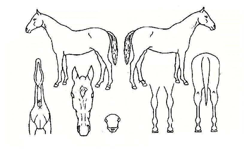 º£½ºÆ®ºñÀüÀÇ Ãø¸é,¿ì¸é,µÞ¸é,µÎ»ó,´Ù¸®ÀÇ Æ¯Â¡µµÇØ