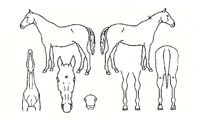 ¸ðµÎÇÔ²²ÀÇ Ãø¸é,¿ì¸é,µÞ¸é,µÎ»ó,´Ù¸®ÀÇ Æ¯Â¡µµÇØ