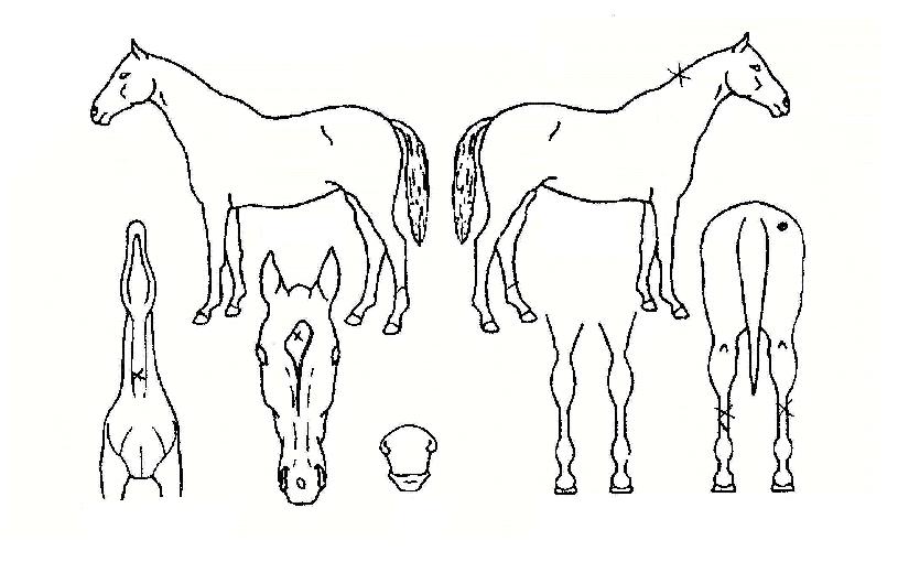 �Ƿ�Ʈ��Ŭ�ڸ��� ����,���,�޸�,�λ�,�ٸ��� Ư¡����