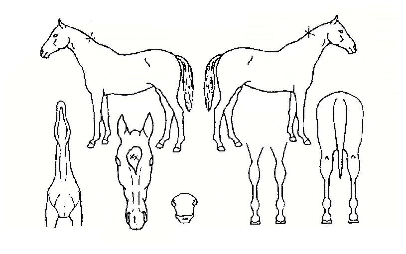 Ç®¿¡³ÊÁöÀÇ Ãø¸é,¿ì¸é,µÞ¸é,µÎ»ó,´Ù¸®ÀÇ Æ¯Â¡µµÇØ