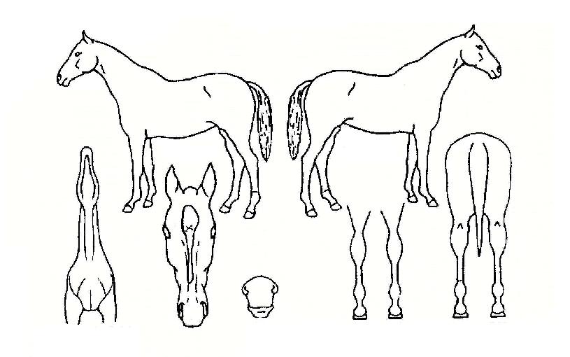 ³ëÀÌÁöĹÀÇ Ãø¸é,¿ì¸é,µÞ¸é,µÎ»ó,´Ù¸®ÀÇ Æ¯Â¡µµÇØ