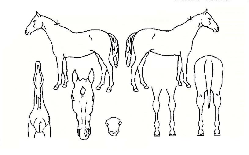 ���̵帲�� ����,���,�޸�,�λ�,�ٸ��� Ư¡����