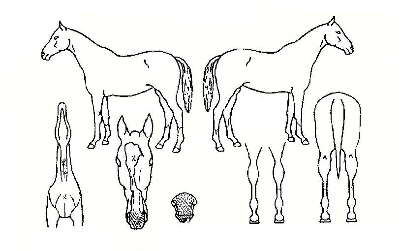 Ç㸮ÄÉÀÎÀÇ Ãø¸é,¿ì¸é,µÞ¸é,µÎ»ó,´Ù¸®ÀÇ Æ¯Â¡µµÇØ