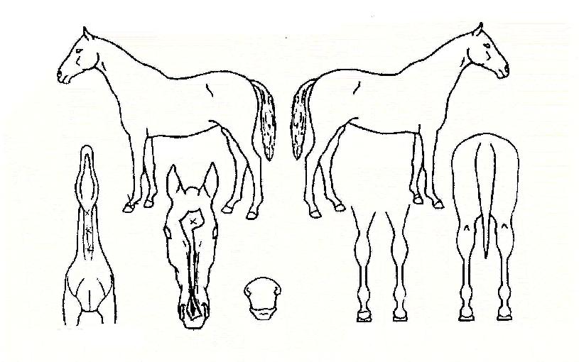 ��Ʈ�տ������� ����,���,�޸�,�λ�,�ٸ��� Ư¡����