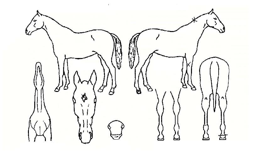 ��Ʈ����Ʈ�� ����,���,�޸�,�λ�,�ٸ��� Ư¡����