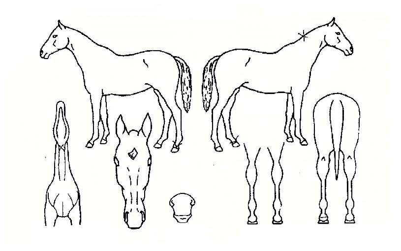 ����ȣ�� ����,���,�޸�,�λ�,�ٸ��� Ư¡����