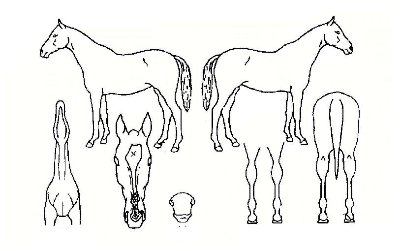 µ¶ÁÖÀÇ Ãø¸é,¿ì¸é,µÞ¸é,µÎ»ó,´Ù¸®ÀÇ Æ¯Â¡µµÇØ