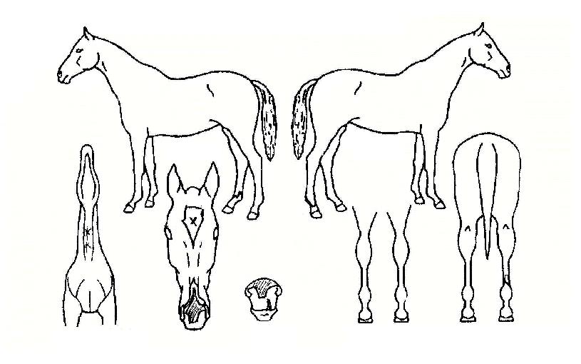 º£½ºÆ®¾ÆÀÌÄÜÀÇ Ãø¸é,¿ì¸é,µÞ¸é,µÎ»ó,´Ù¸®ÀÇ Æ¯Â¡µµÇØ