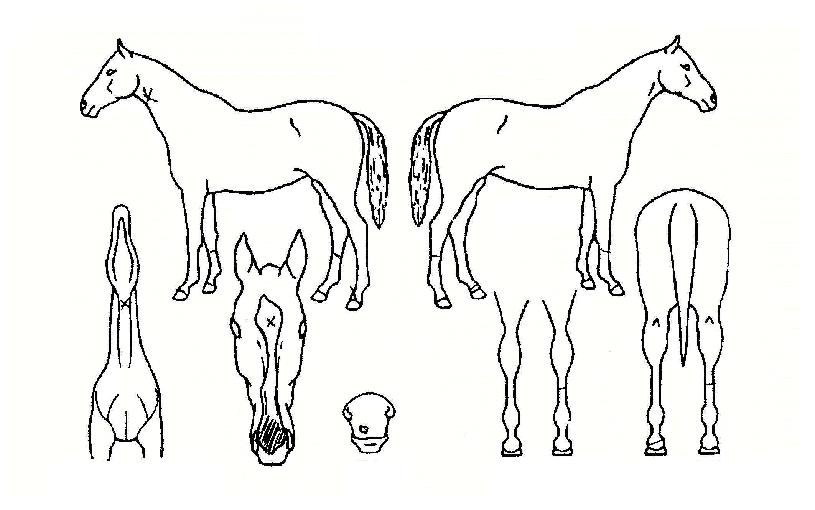 ������Ű�ڸ��� ����,���,�޸�,�λ�,�ٸ��� Ư¡����