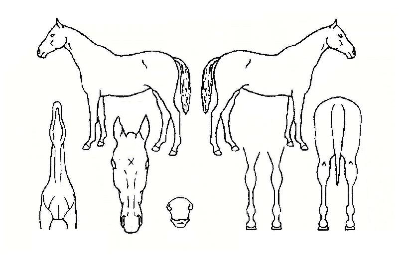 ³ªÀ̽º¹ë¸®ÀÇ Ãø¸é,¿ì¸é,µÞ¸é,µÎ»ó,´Ù¸®ÀÇ Æ¯Â¡µµÇØ