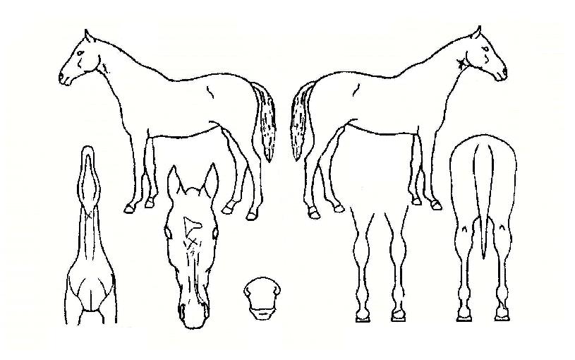 ¾Æ±¸¾Æ¾ÆÁÙ¸®Å¸ÀÚ¸¶ÀÇ Ãø¸é,¿ì¸é,µÞ¸é,µÎ»ó,´Ù¸®ÀÇ Æ¯Â¡µµÇØ