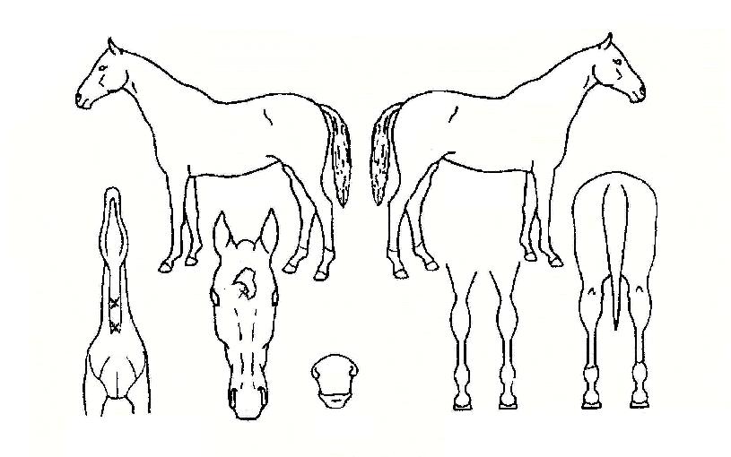 ���̳�����Ʈ�� ����,���,�޸�,�λ�,�ٸ��� Ư¡����