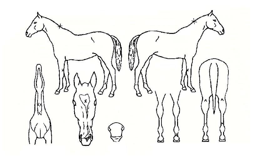 �÷������� ����,���,�޸�,�λ�,�ٸ��� Ư¡����