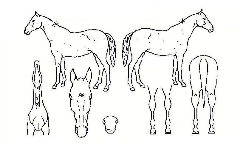 ��������� ����,���,�޸�,�λ�,�ٸ��� Ư¡����