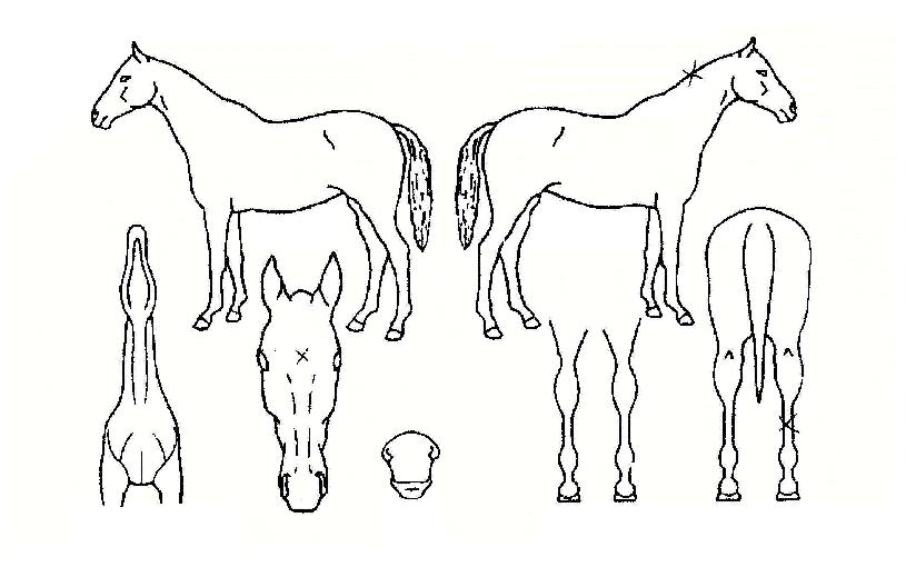 ·¹ÀνºÅèÀÇ Ãø¸é,¿ì¸é,µÞ¸é,µÎ»ó,´Ù¸®ÀÇ Æ¯Â¡µµÇØ