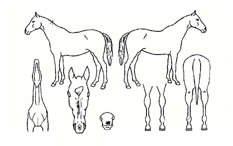 ���󿵿��� ����,���,�޸�,�λ�,�ٸ��� Ư¡����