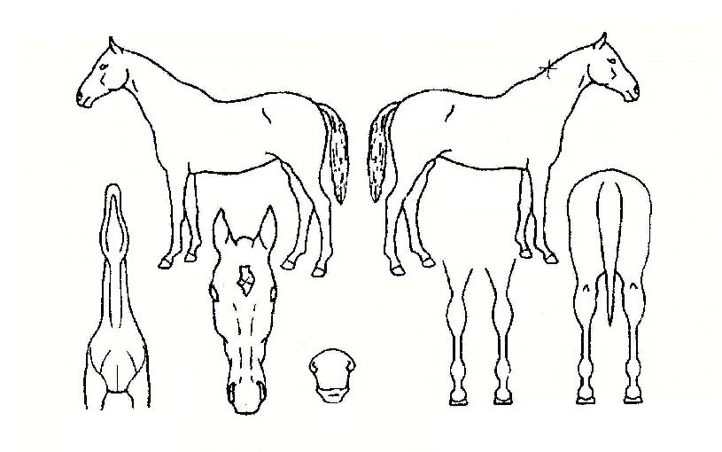 ����帲�� ����,���,�޸�,�λ�,�ٸ��� Ư¡����