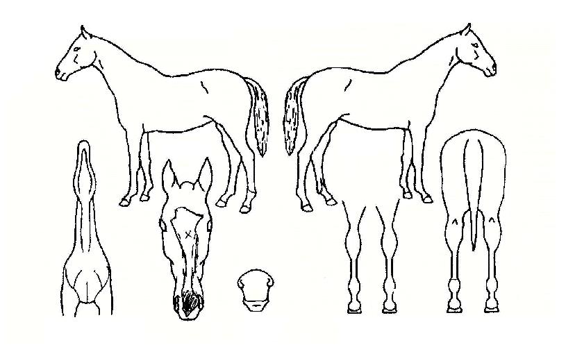 �츮���� ����,���,�޸�,�λ�,�ٸ��� Ư¡����