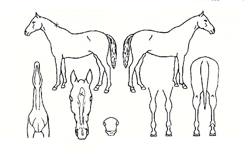 �ָ���Ƽ�� ����,���,�޸�,�λ�,�ٸ��� Ư¡����