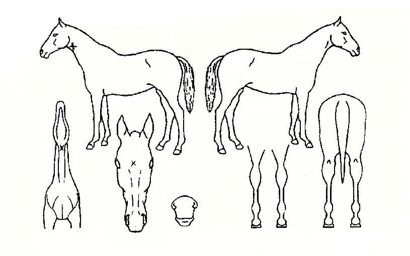 ��ũ����Ʈ�� ����,���,�޸�,�λ�,�ٸ��� Ư¡����