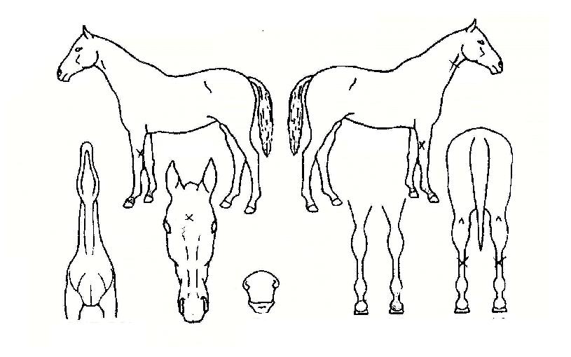 ¸ÅÁ÷¶óÀÌÆ®ÀÇ Ãø¸é,¿ì¸é,µÞ¸é,µÎ»ó,´Ù¸®ÀÇ Æ¯Â¡µµÇØ