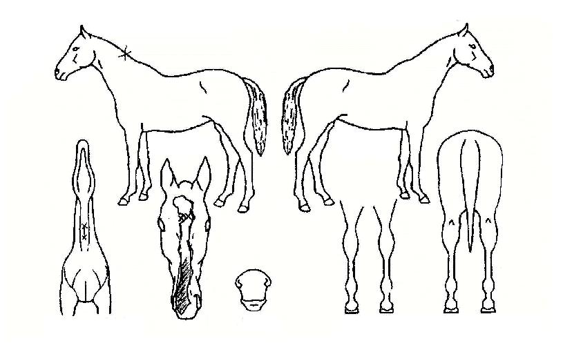 ¹Ì½ºÈÖ½½·¯ÀÇ Ãø¸é,¿ì¸é,µÞ¸é,µÎ»ó,´Ù¸®ÀÇ Æ¯Â¡µµÇØ